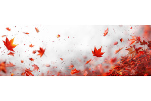 Autumn Maple Leaves, Red And White