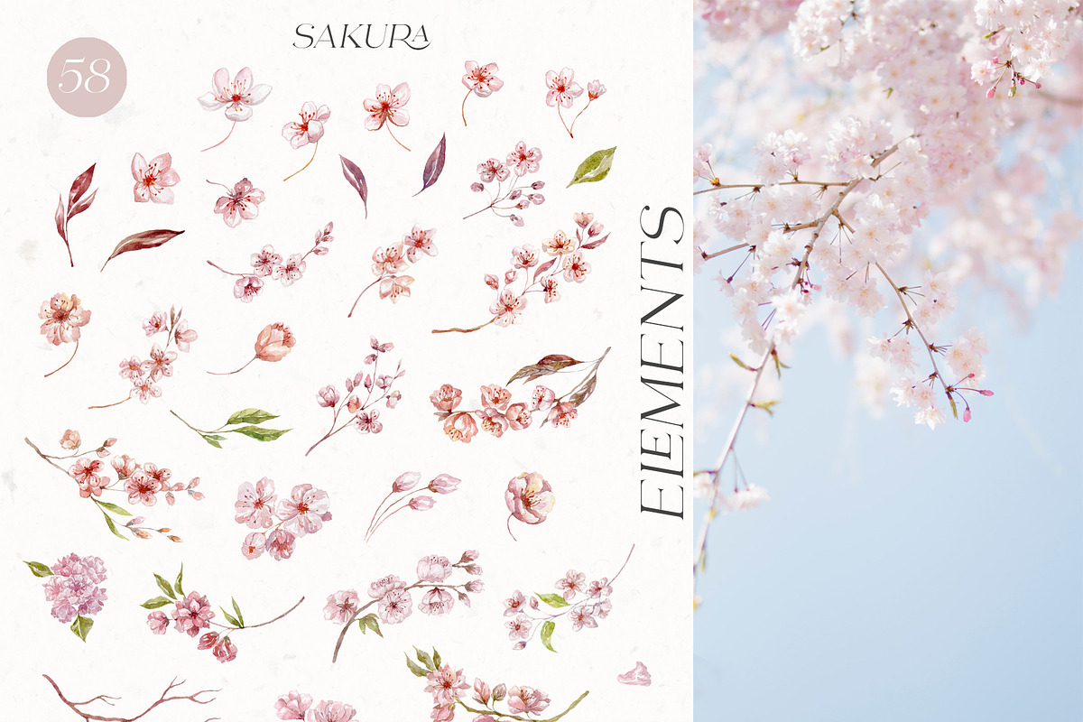 Sakura Blossom. Cherry Spring., a Seasonal Illustration by Designwork (Photo 14 of 23)