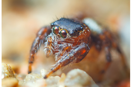 Jumping spider eyes, close up