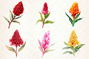 Celosia Flower Clipart, an Illustration by Dream Creation (Thumbnail 2 of 6)