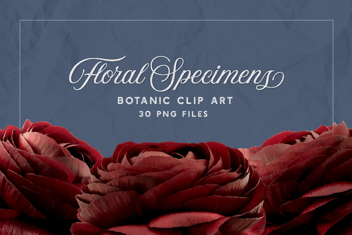Ranunculus Floral ClipArt Realistic, an Object Graphic by Turning Moss (Photo 3 of 12)