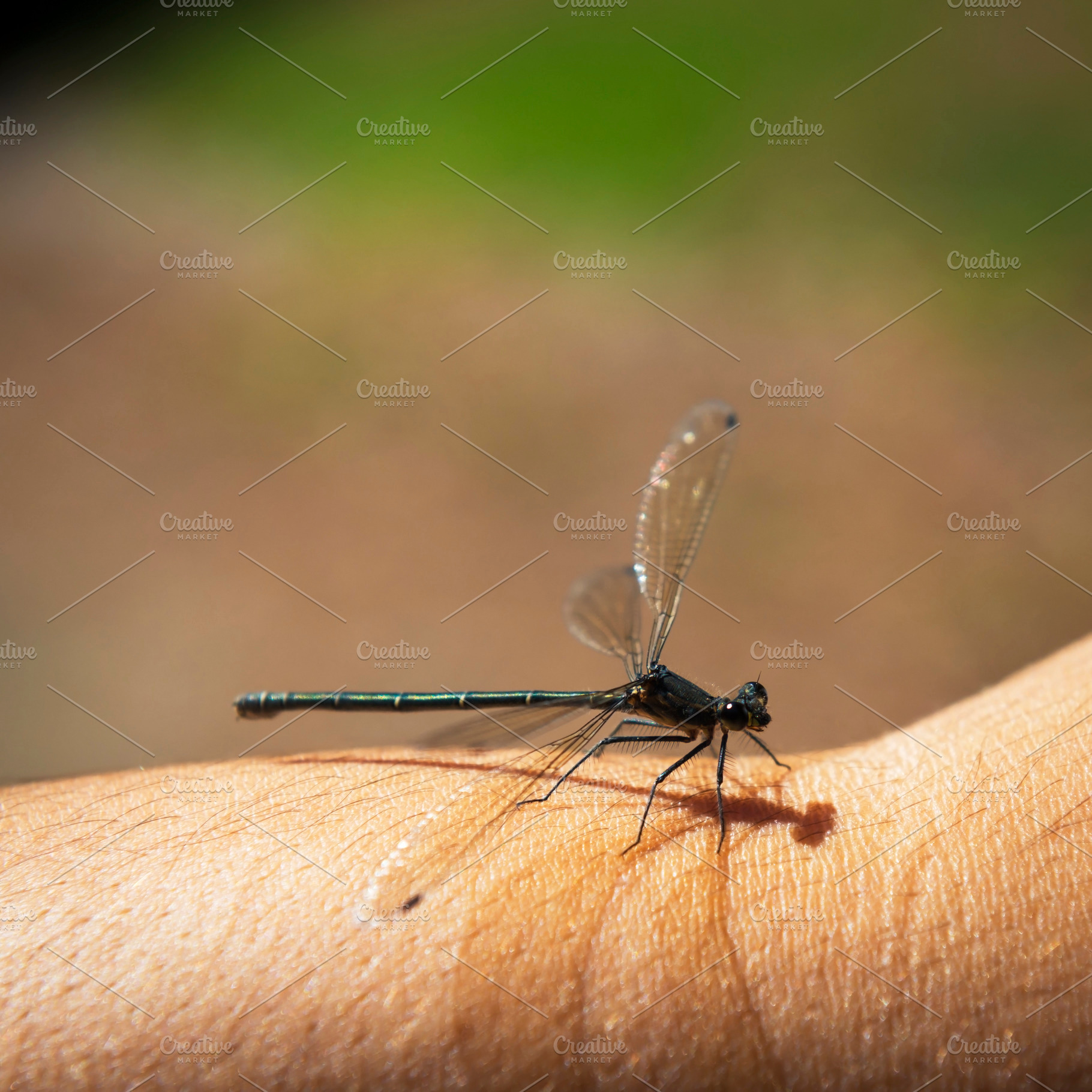 Dragonfly, an Animal Photo by THP Creative