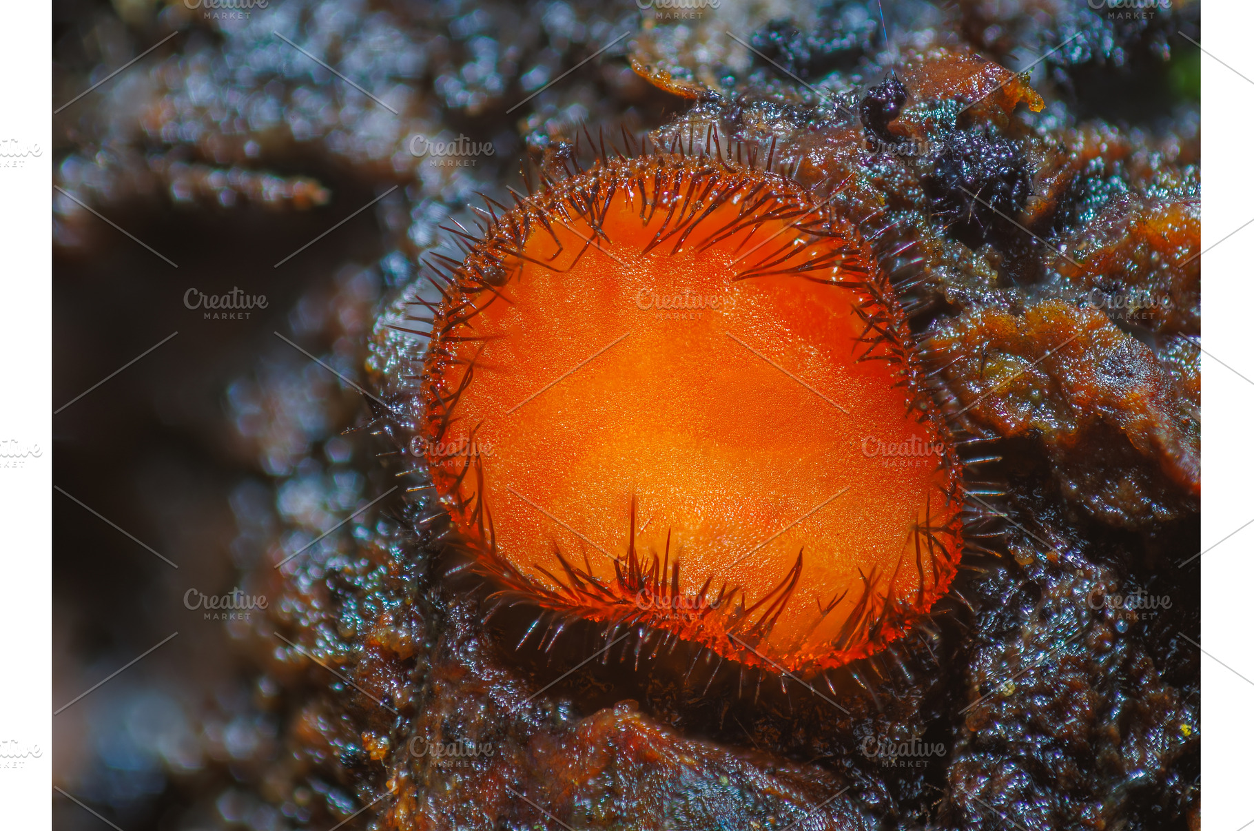 Common Eyelash Cup - Scutellinia, a Nature Photo by Lukas Jonaitis SHOP
