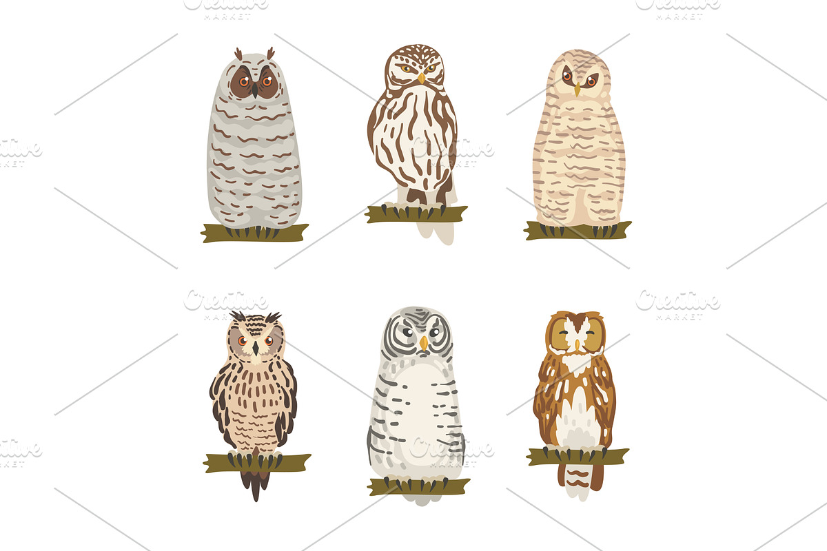 Different Species of Owl as, an Animal Illustration by TopVectors