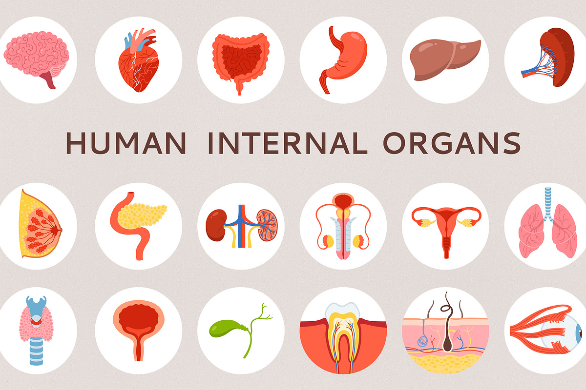 Human internal organs illustration, a Healthcare Illustration by Neliakott ♥ (Photo 1 of 7)