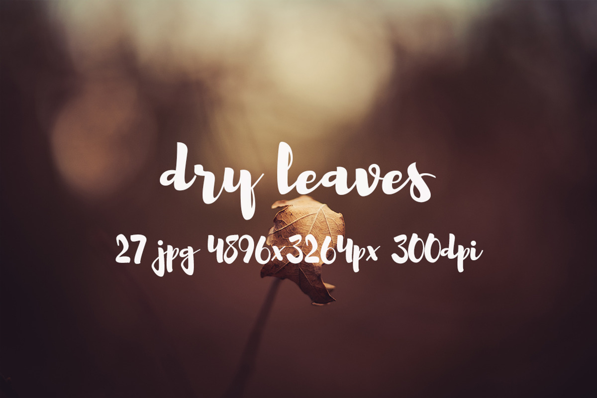 Dry leaves, a Templates & Theme by ApertureVintage (Photo 9 of 16)