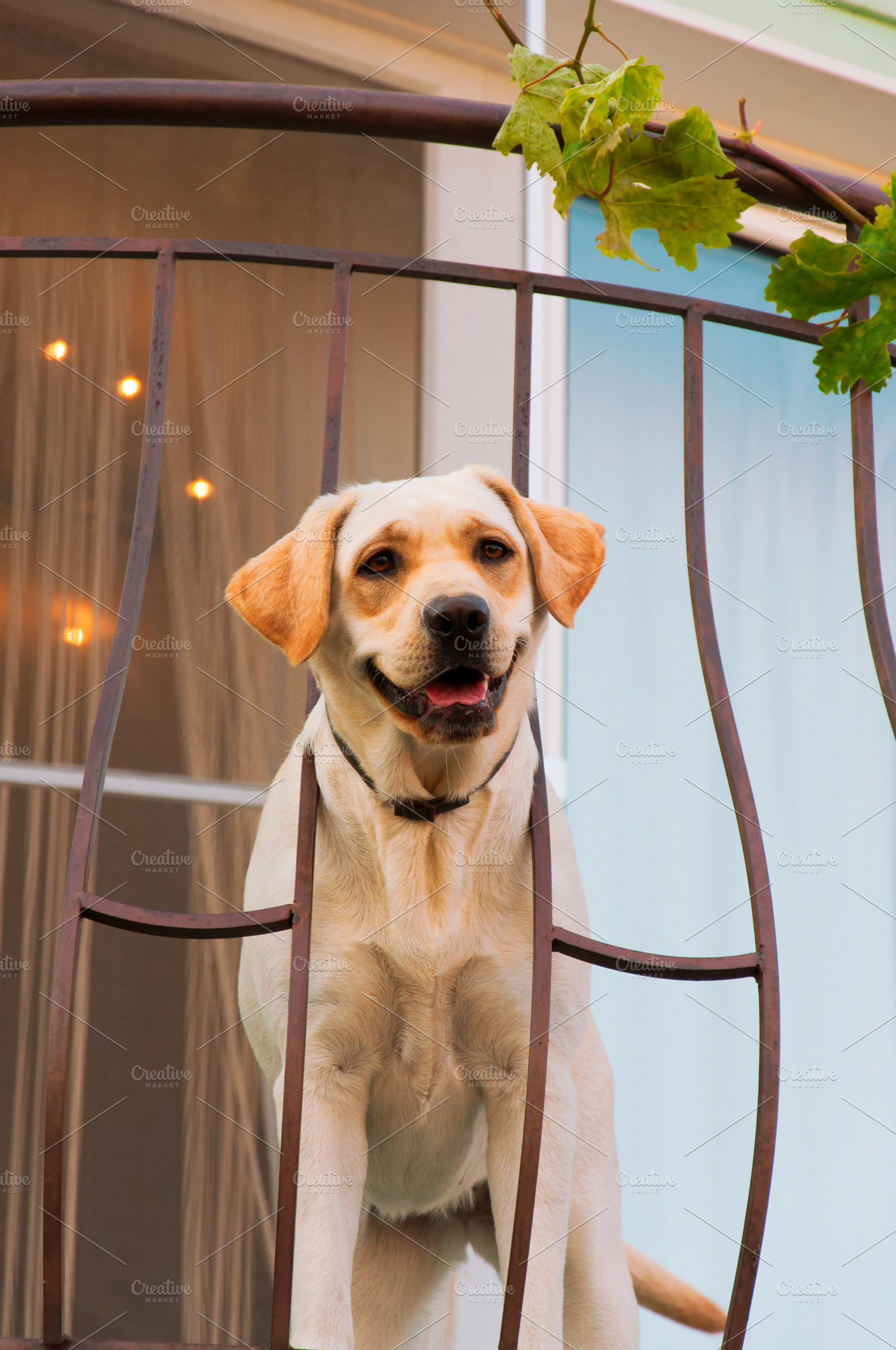 Labrador