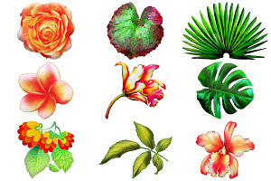 Watercolor Floral Elements Clip Art