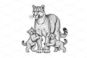 Vector of cougar or mountain lion, an Animal Illustration by yod67