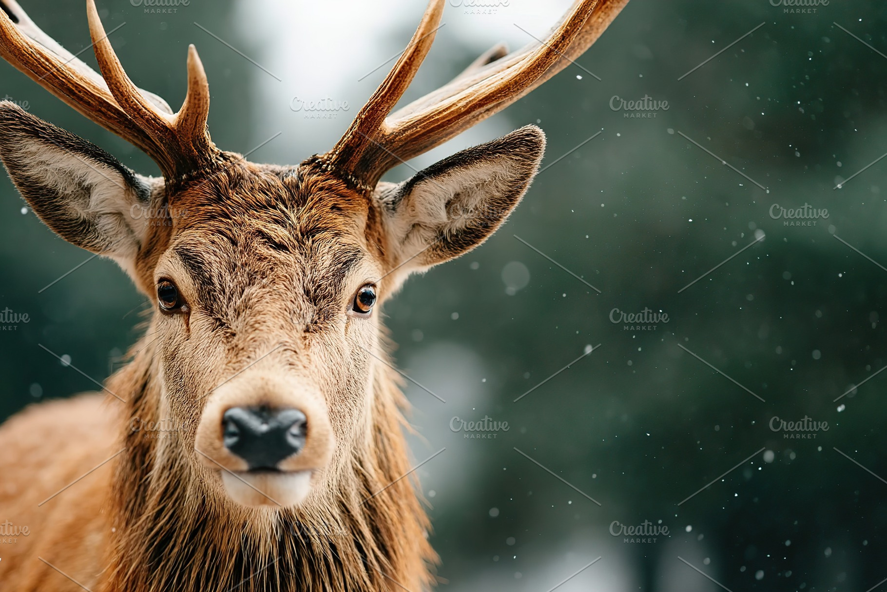 Deer in snowy forest during winter looking directly at the camera with snowflak, an Animal Photo by AlyaAnd