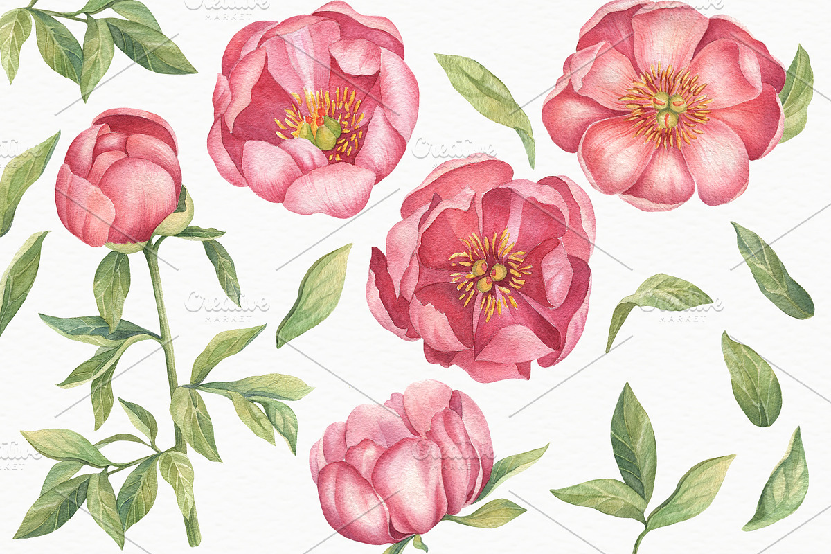 Pink Peonies - Watercolor Set, a Decorative Illustration by Irina Diasli (Photo 3 of 8)