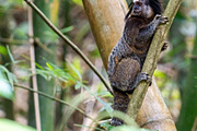 20 pictures of Brazilian Marmoset, an Animal Photo by HiLine (Thumbnail 1 of 8)