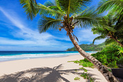 Palm trees on paradise island containing beach, palm, and tropical, a Nature Photo by Lucky Photographer (Thumbnail 3 of 3)