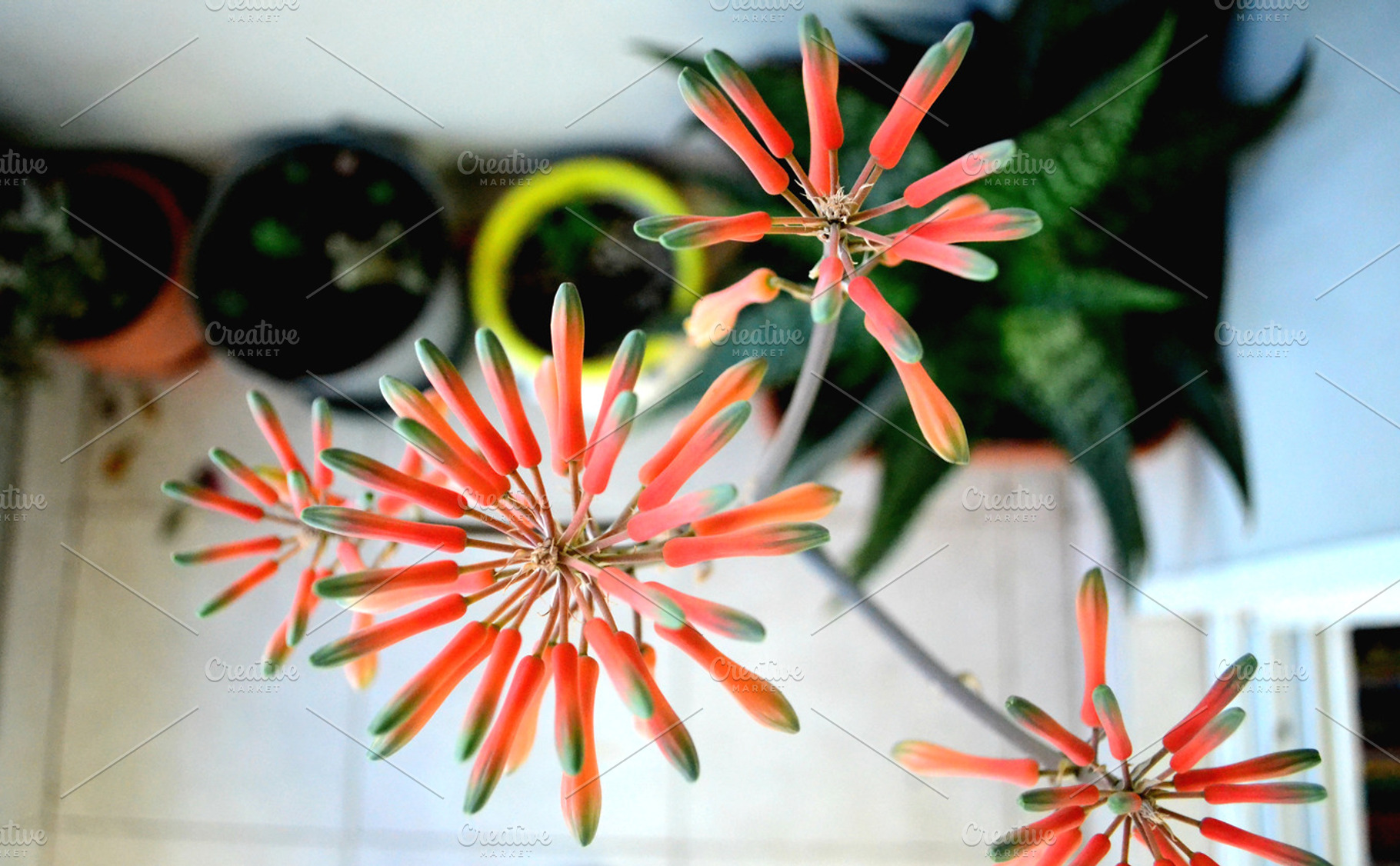 Aloe Vera Flower