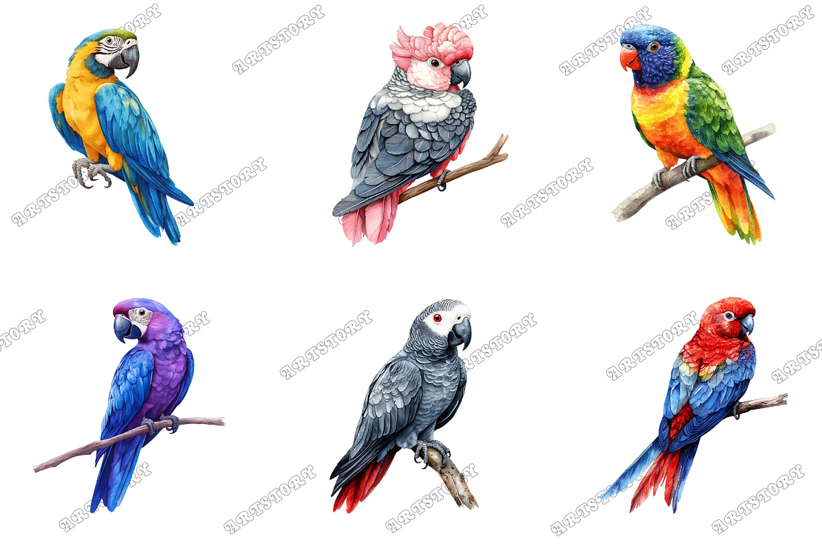 Parrots Watercolor Clipart, an Illustration by designcity5 (Photo 3 of 5)