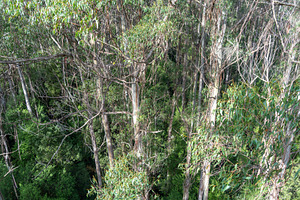 Eucalyptus forest view from a treetop walk in Great Otway Nation, a Nature Photo by GoodGoods