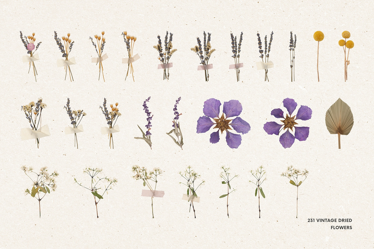 231 Vintage Dried Flowers, an Object Graphic by Ksuview (Photo 8 of 8)