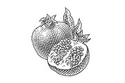 Pomegranate, a Food Illustration by Irina Trusova (Thumbnail 2 of 3)