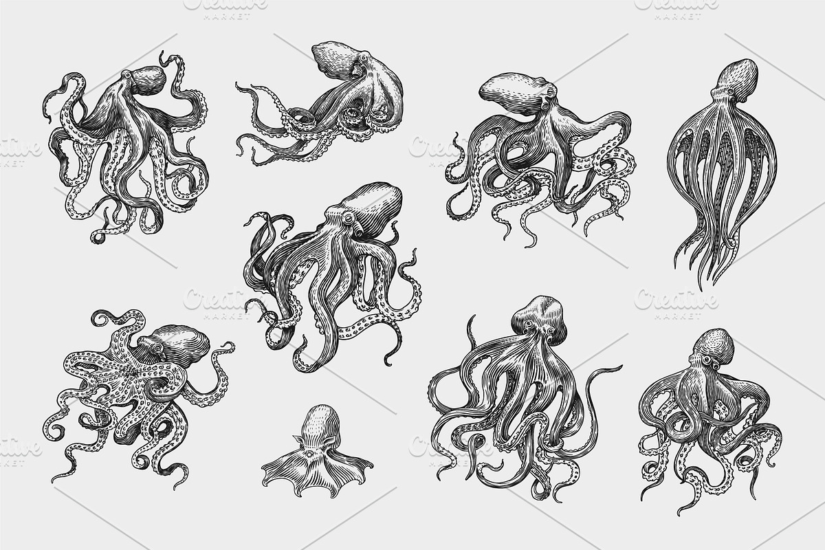 Sea octopus set. Creature drawing., an Animal Illustration by Arthur Balitskiy (Photo 2 of 4)