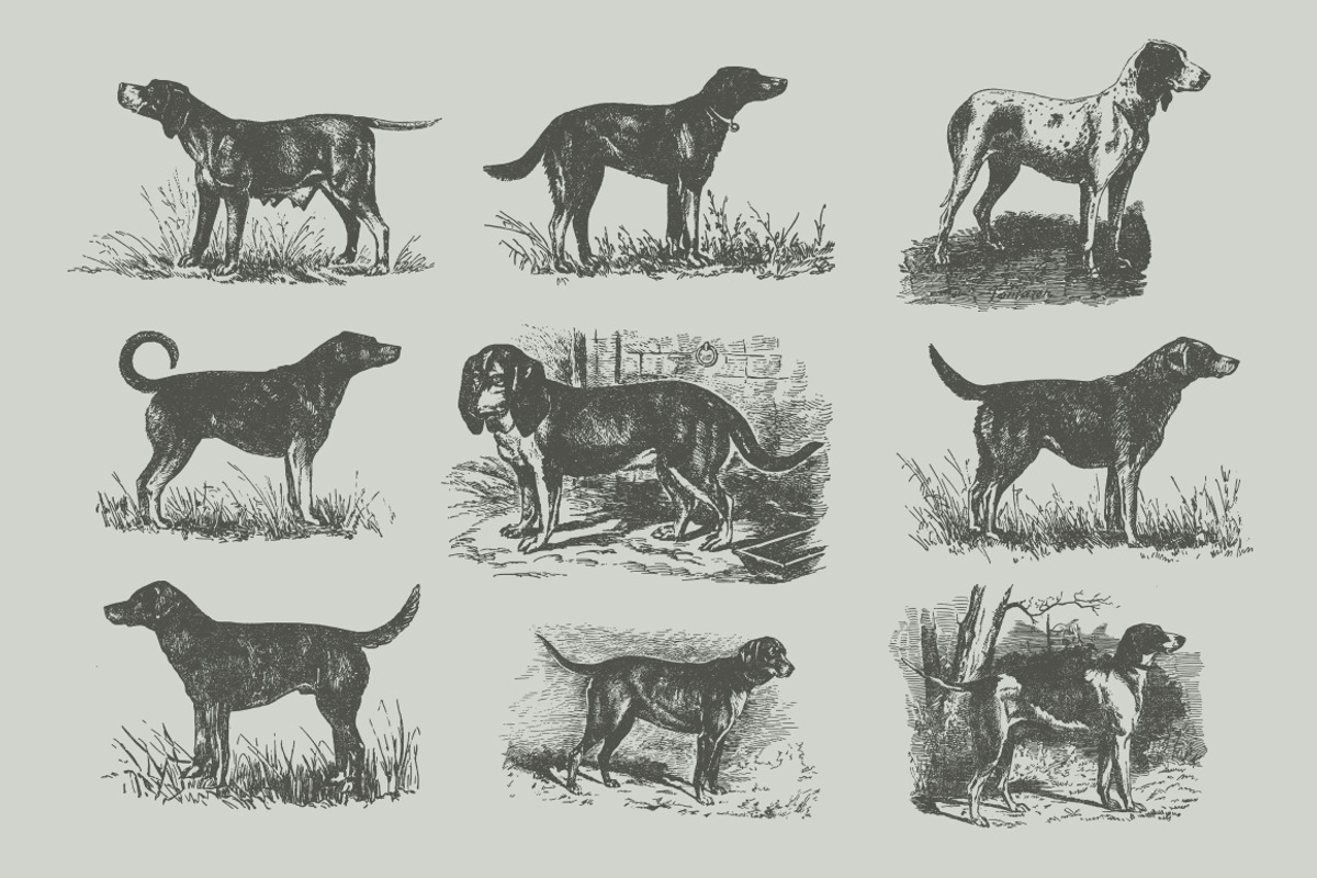Vintage Bundle 2500+ Free Update, an Animal Illustration by Retro Machine (Photo 113 of 170)
