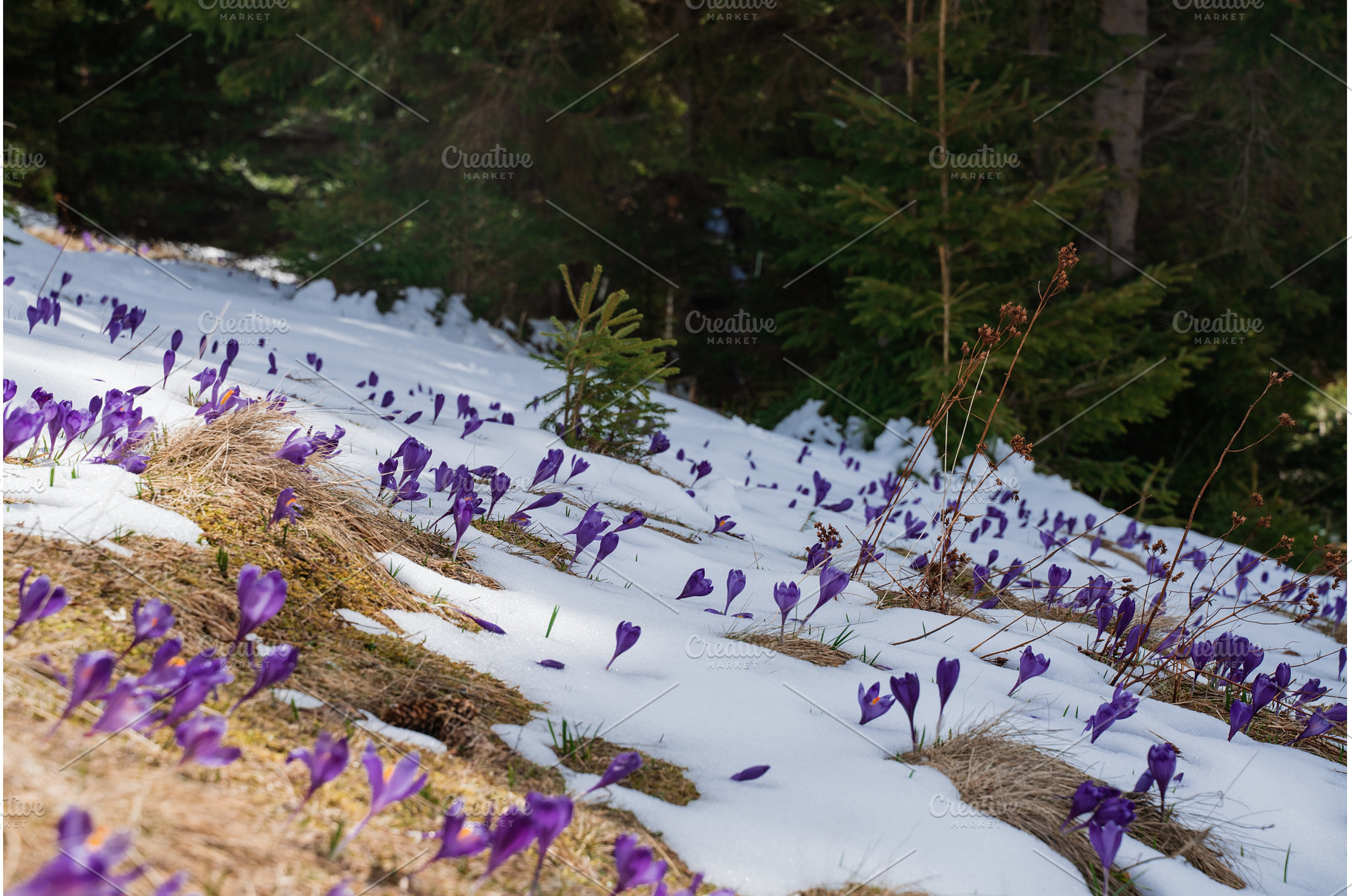 Beautiful spring landscape with snow, a Nature Photo by oksix