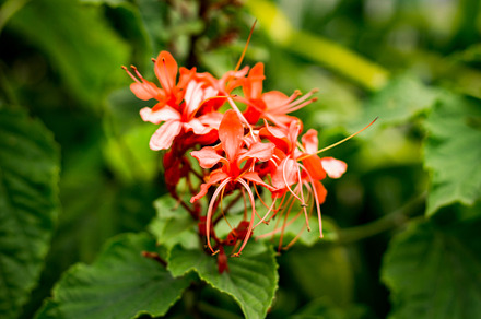 Red tropical flower