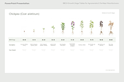 BBCH Growth Stages, Legume Crops, a Presentation Template by Ilia Design (Thumbnail 7 of 9)