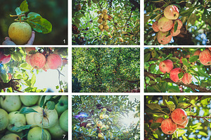 Apple Season Photoset Coll.1