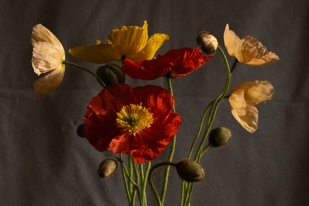 Poppies in Red Glass Vase, a Photo by This For There (Photo 9 of 11)
