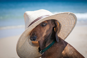 Dachshund dog with hat stock photo containing dog and dachshund