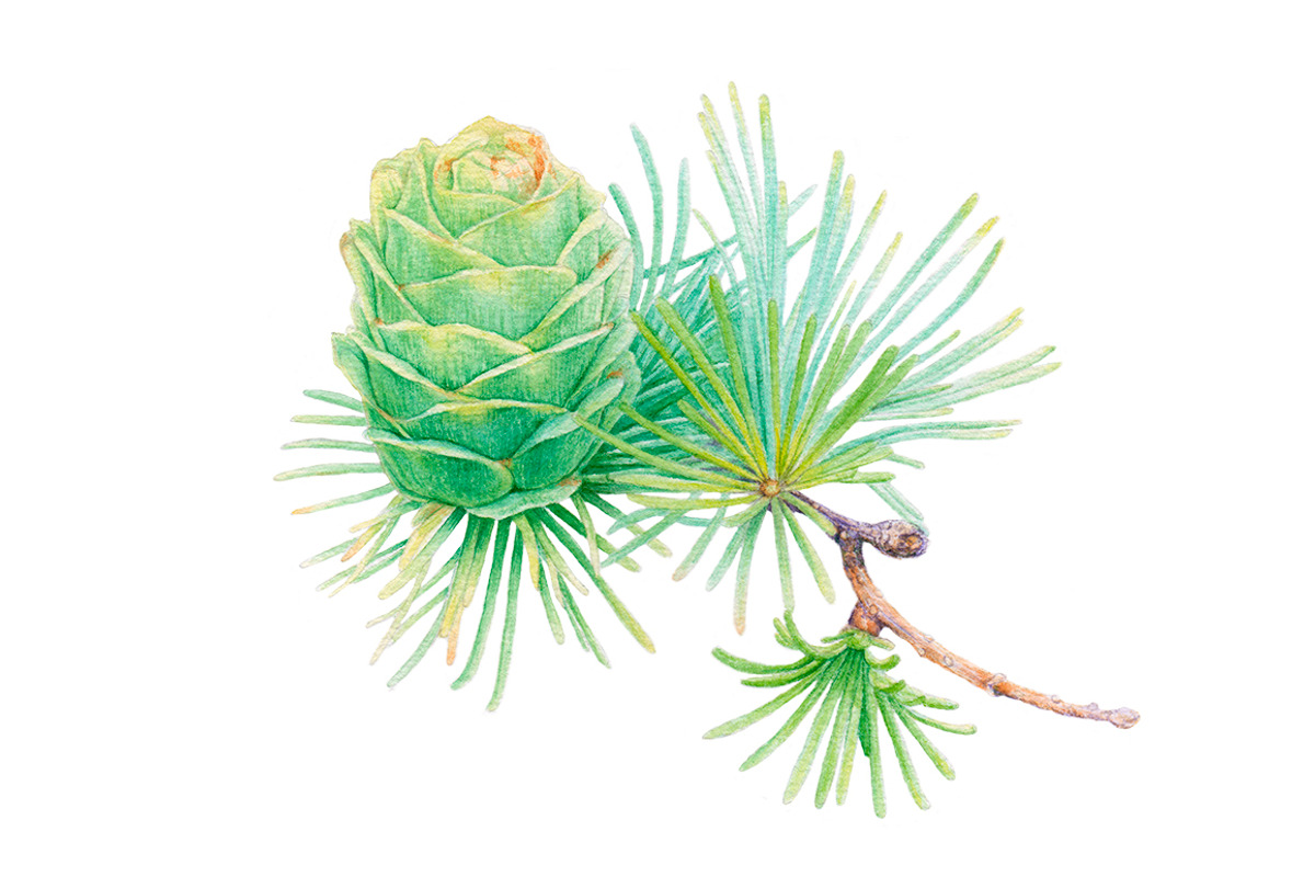 40%OFF! Merry Christmas, an Illustration by Katya Zlobina (Photo 9 of 9)
