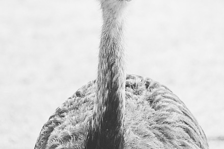 Melancholy Kookaburra preview 5