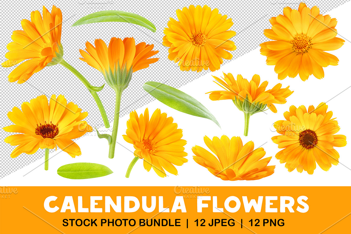 Calendula (marigold) flowers, an Object Graphic by Fruits+Veggies (Photo 1 of 4)