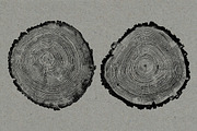 26 Large Tree Ring Textures, a Texture Graphic by Offset (Thumbnail 7 of 16)