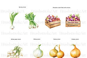 Watercolor Onion Clipart, Onion PNG