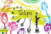 Tulips. Engraving bulb flowers, an Illustration by Alena Kaz (Thumbnail 1 of 5)