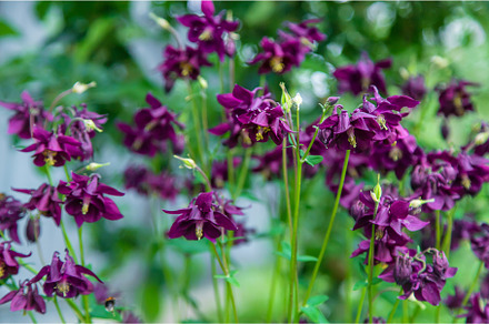 Aquilegia blooms in the garden, a Nature Photo by yanadjana
