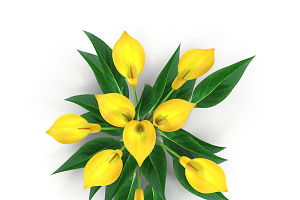 Calla Lily Yellow