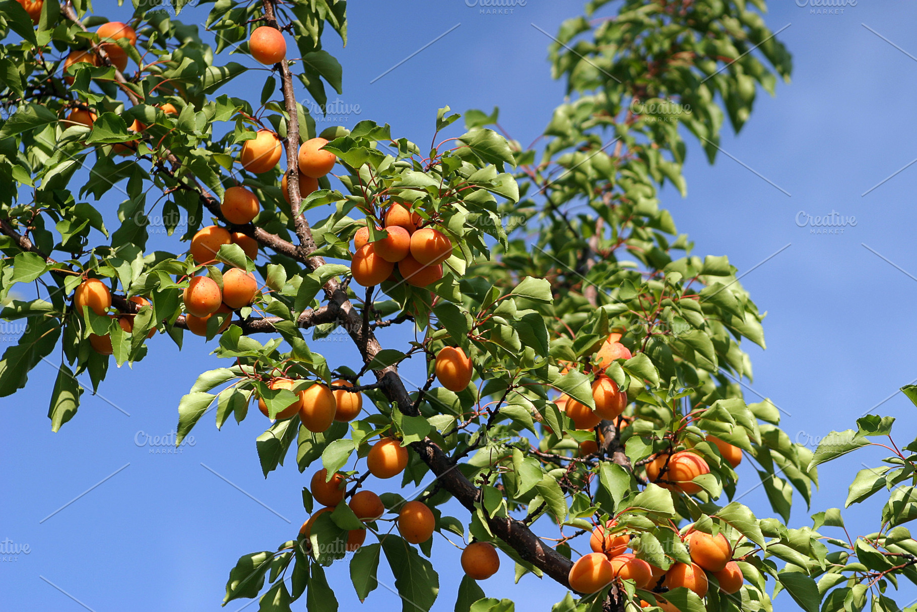 Tasty apricot on tree, a Photo by saiko3p