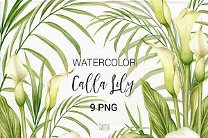 Calla Lily. Watercolor clipart PNG.