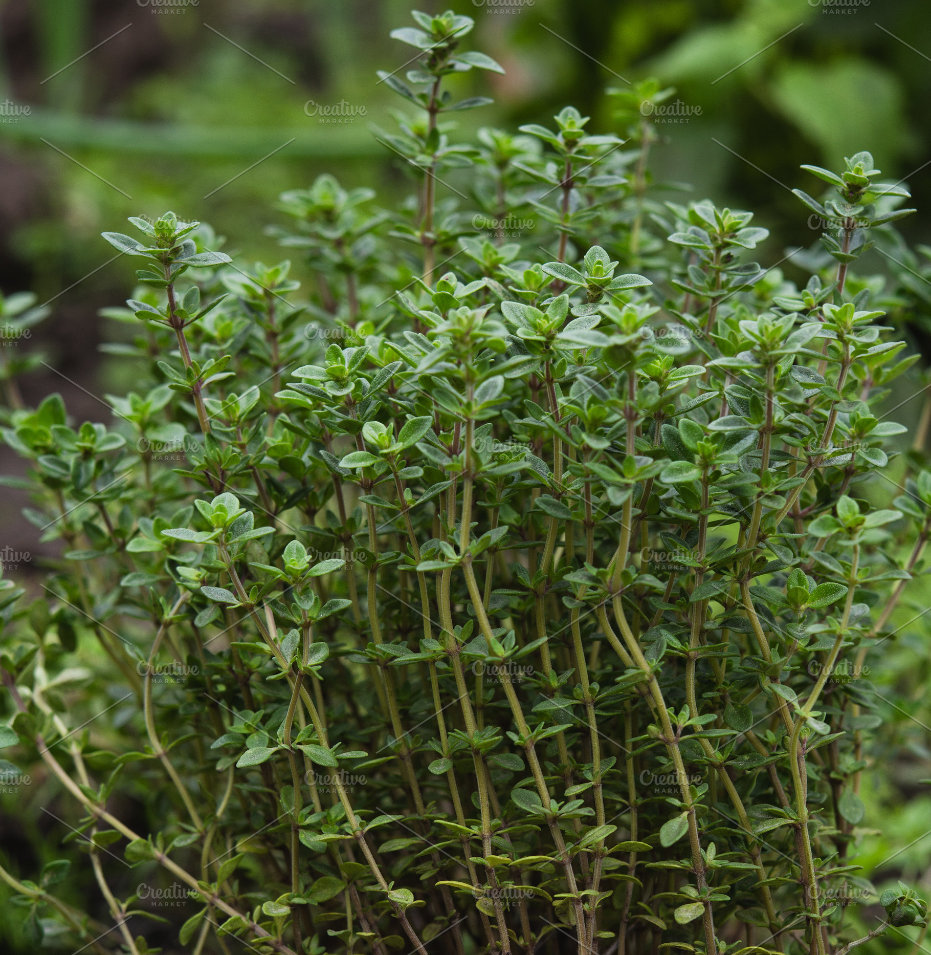 A lush bush of fresh green thyme with small leaves and thin vert, a Nature Photo by ndanko