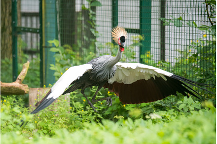 African grey crown crane flies with, an Animal Photo by COLORFUL