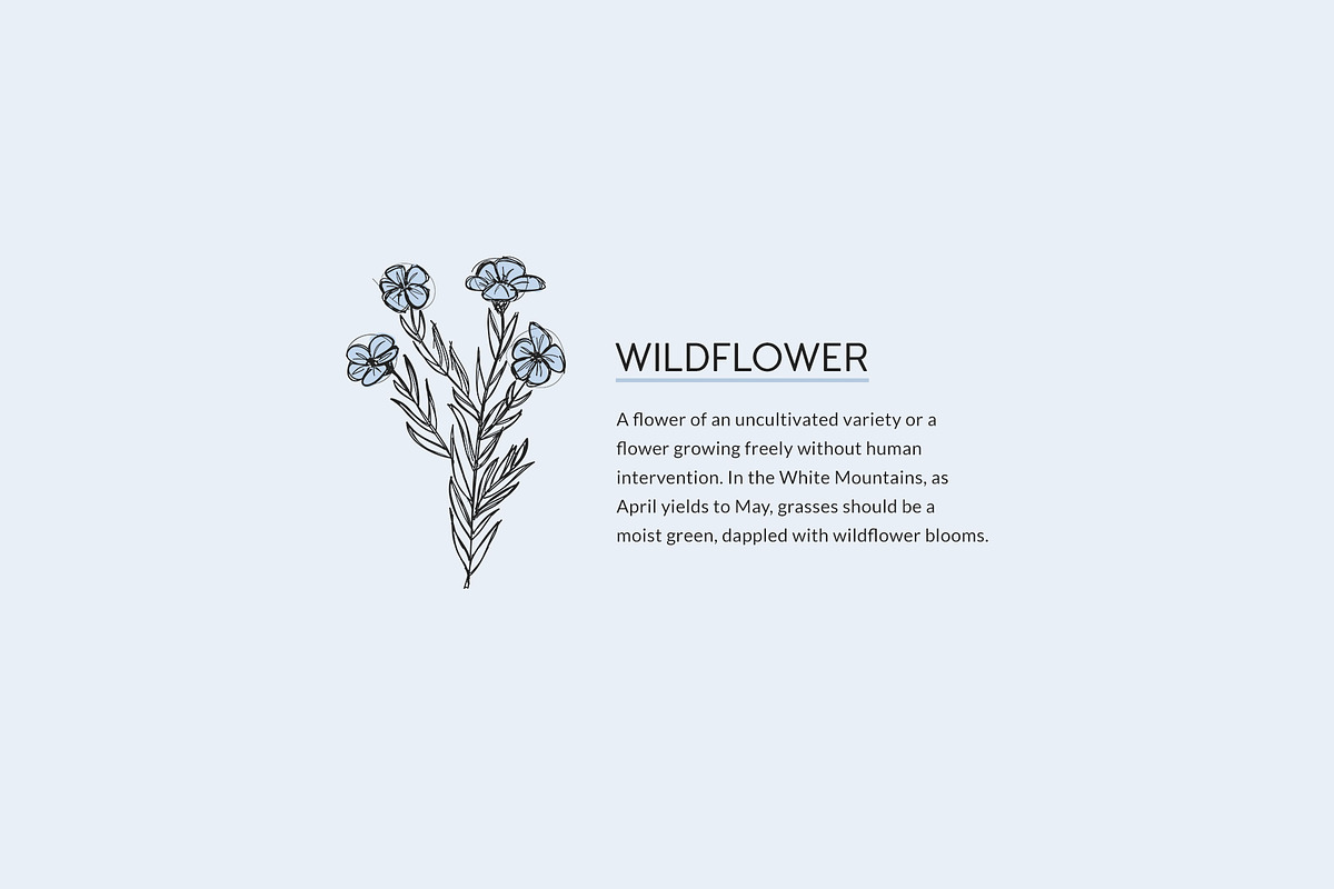 Artistic Florals & Crystals, an Illustration by amber&ink (Photo 4 of 9)