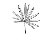 Palm Leaves svg, Botanical png, a Decorative Illustration by Watercolor_Vector Graphic (Thumbnail 18 of 25)