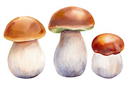 Mushrooms Forest watercolor painting, an Object Illustration by Hanna Hryharenka (Thumbnail 11 of 11)