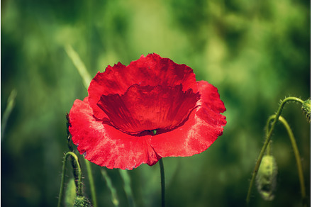 Red spring poppy
