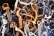 72 Microscopic Fungi Backgrounds, a Background Graphic by h.utomo (Thumbnail 12 of 72)