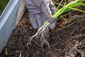 Gardener planting spring onions, a Photo by Grafvision photography