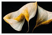 Lily Collection · Calla Lily Flowers, a Decorative Illustration by milatovar (Thumbnail 6 of 16)