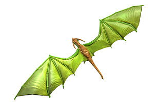 3DFoin - Dragon Bat